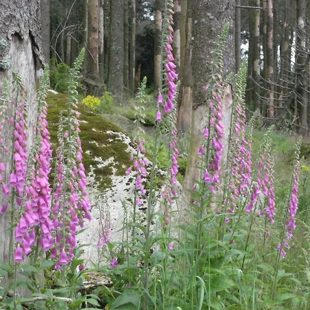Harz Blick * בראונלאגה