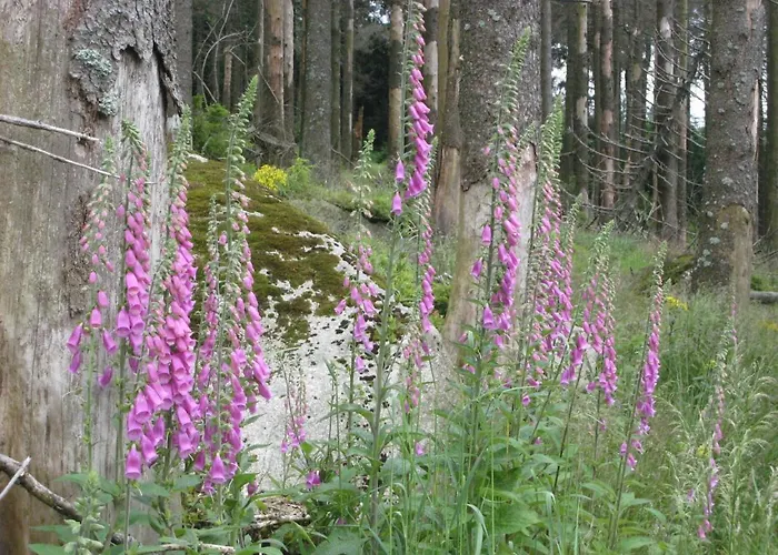 Harz Blick * ブラウンラーゲ